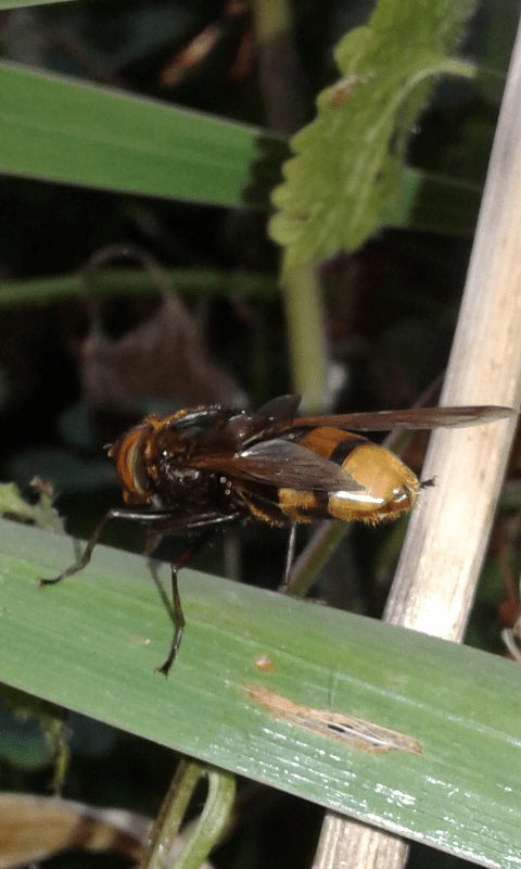 Syrphidae : comportamento di Volucella zonaria